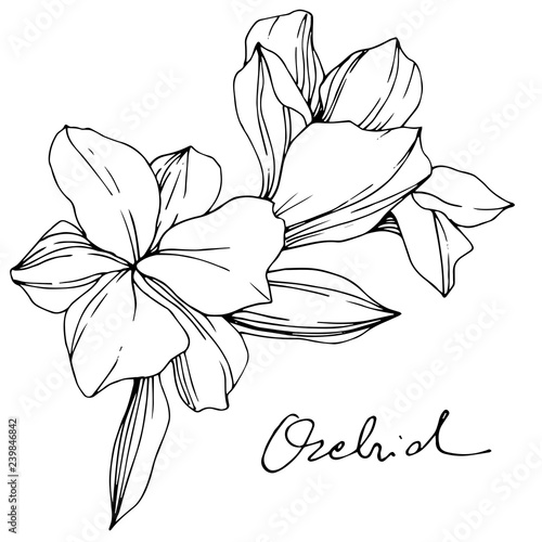 Vector Orchid. Floral botanical flower. Black and white engraved ink art. Isolated orchid illustration element.