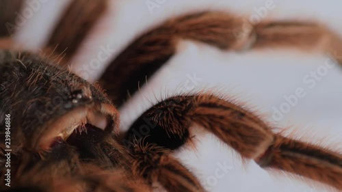 hairy, large spider molt, Grammostola Rosea rotating, extreme macro, close
