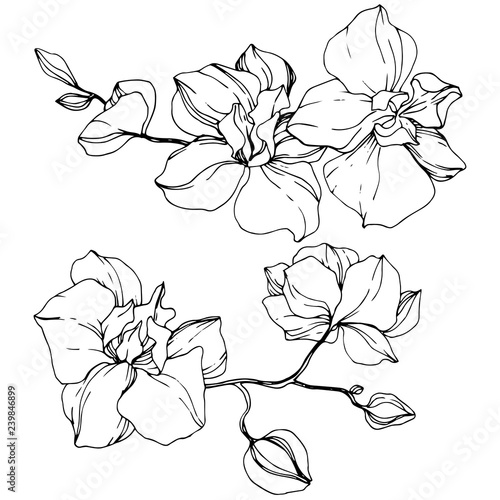 Vector Orchid. Floral botanical flower. Black and white engraved ink art. Isolated orchid illustration element.