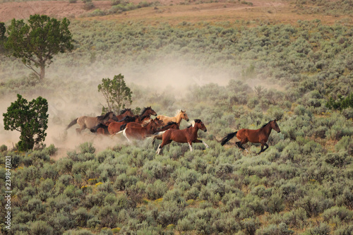 Wild mustangs gallop through the sagebrush in the Bible Springs Complex near Cedar City, Utah during a BLM gather operation in August 2017. © Maria Jeffs