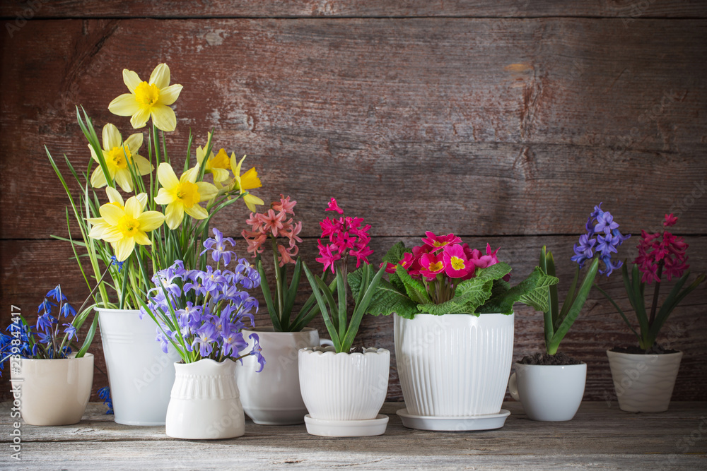 spring flowers on old wooden background spring flowers on old wooden background