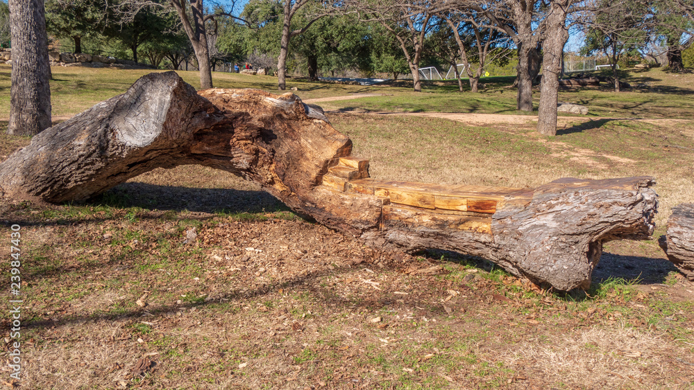 Fototapeta premium Bench seat in a park carved from large fallen tree trunk