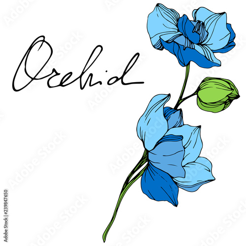 Vector. Blue orchid flower. Blue and green engraved ink art. Isolated orchid illustration element on white background.