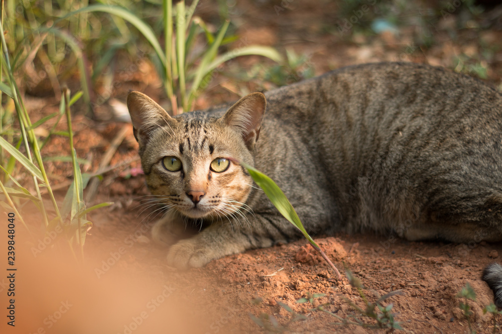 Close up of cute cat