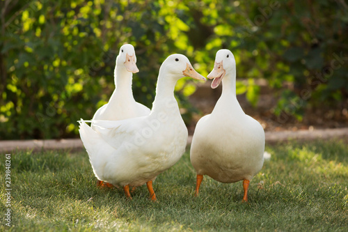 Three pet ducks in the backyard photo