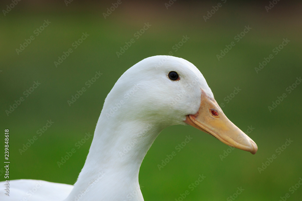 White duck portrait with a green background White duck portrait with a green background
