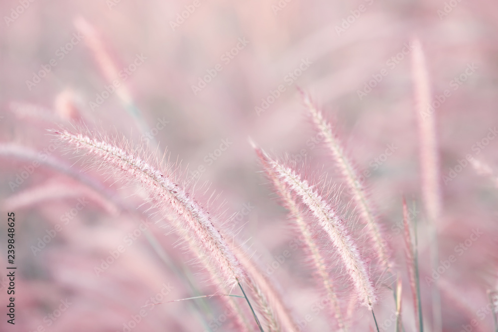Fototapeta premium Colorful flowers grass made with gradient for background,Abstract,texture,Soft and Blurred style.postcard.