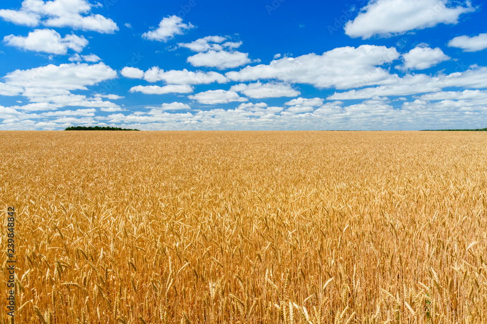 Naklejka premium Field of the ripe yellow wheat under blue sky and clouds