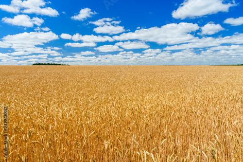 Field of the ripe yellow wheat under blue sky and clouds