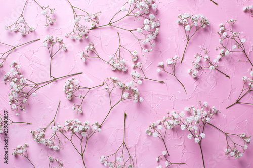 Pattern from fresh white gypsofila  flowers on  pink textured background. photo
