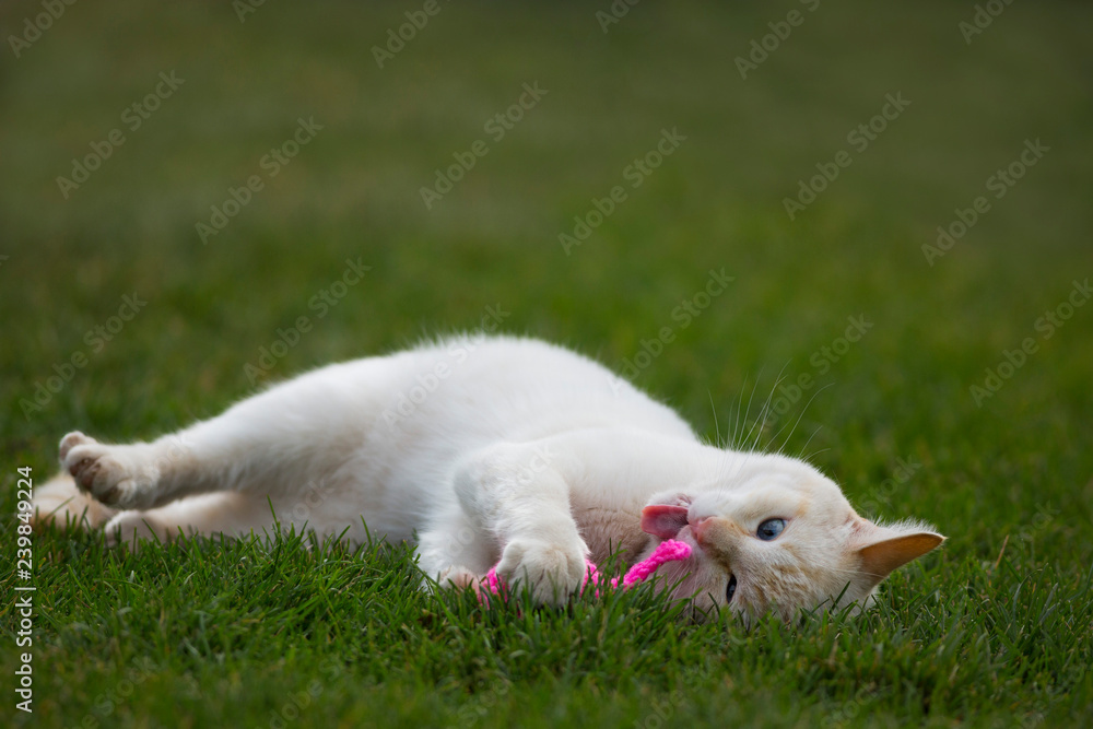 A White Kitten plays with a pink catnip mouse toy on green grass A White Kitten plays with a pink catnip mouse toy on green grass