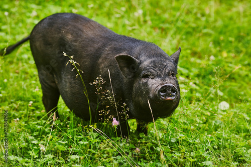 Wallpaper Mural Cute fat pot-bellied pigs on free meadow of private farm Torontodigital.ca