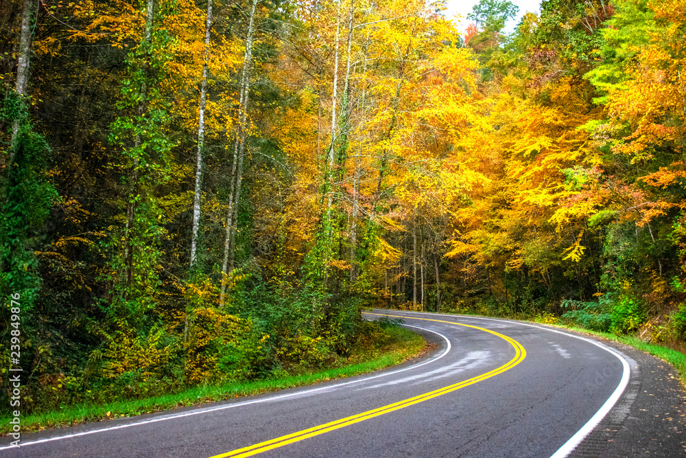 road in autumn