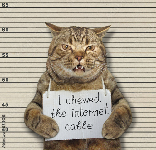 The bad cat chewed the internet cable. He arrested by the police for this crime and sent to prison.