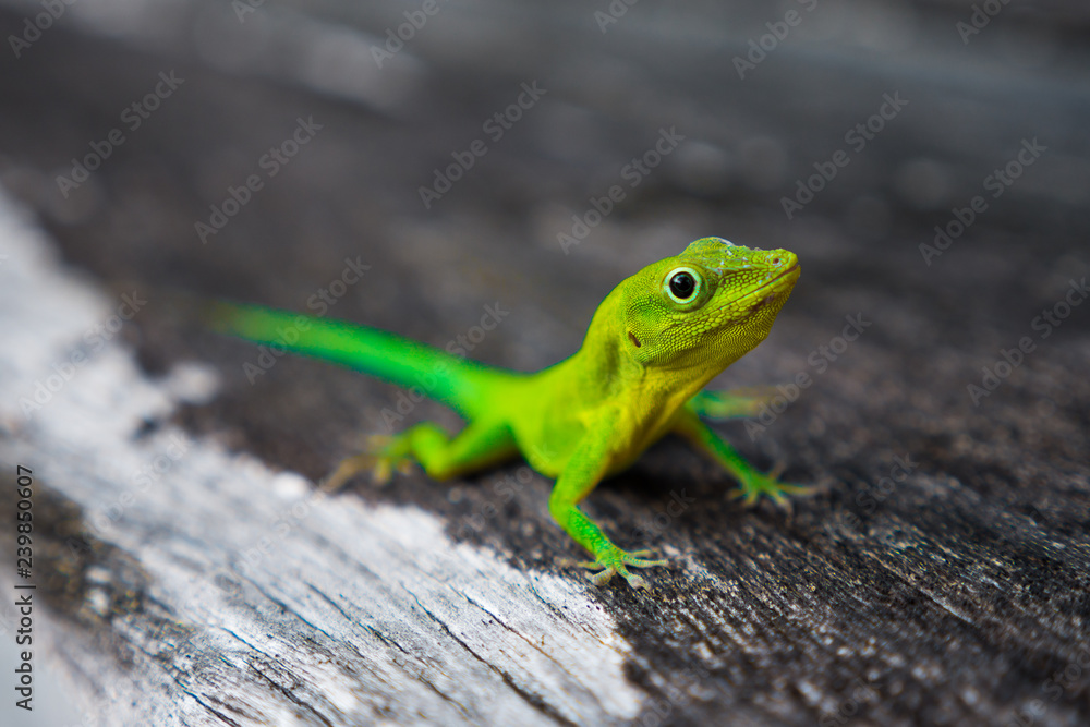 Fototapeta premium Green Gecko on wood closeup, Guadeloupe
