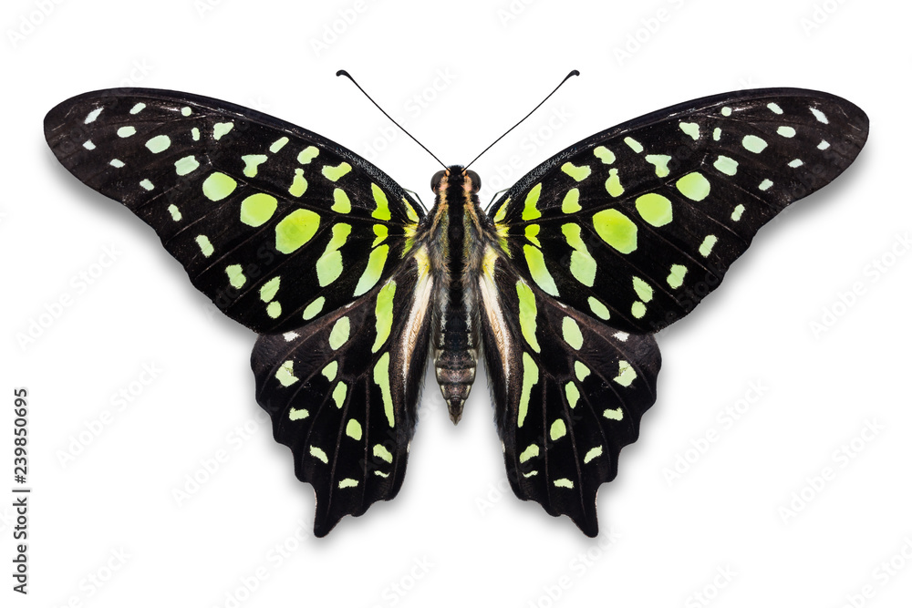 Tailed Jay (Graphium agamemnon) butterfly Tailed Jay (Graphium agamemnon) butterfly