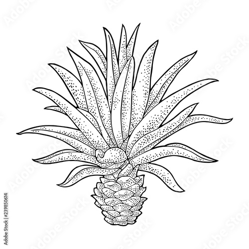 Cactus blue agave. Vintage vector engraving illustration for label, poster