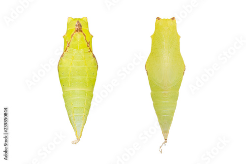 Tailed Jay (Graphium agamemnon) pupa