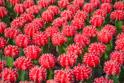 Small red cactus selective focus in flowerpot houseplant at the farm