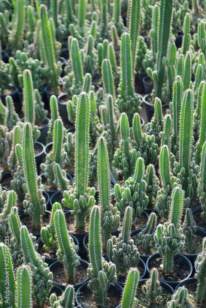 Small green cactus selective focus in flowerpot houseplant at the farm Small green cactus selective focus in flowerpot houseplant at the farm