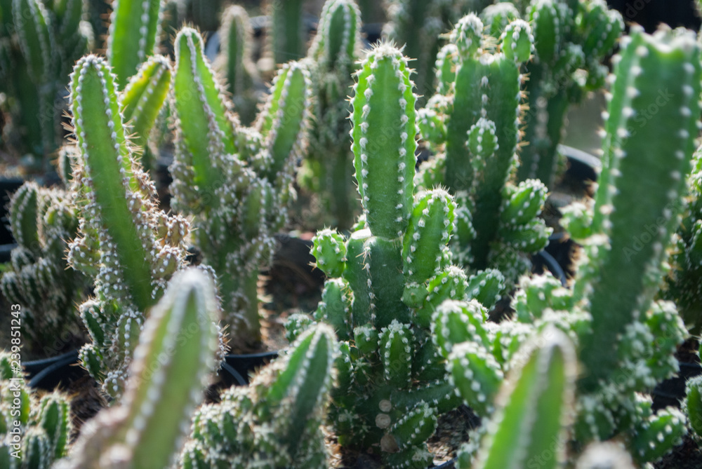 Small green cactus selective focus in flowerpot houseplant at the farm Small green cactus selective focus in flowerpot houseplant at the farm