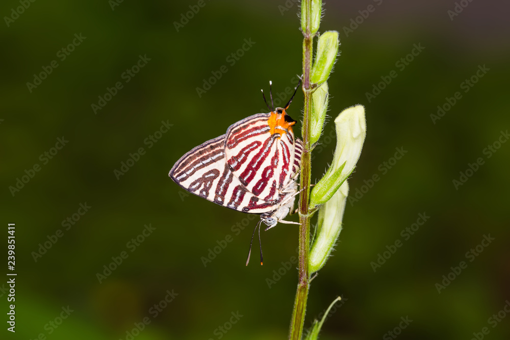 Long-banded Silverline (Cigaritis lohita) butterfly Long-banded Silverline (Cigaritis lohita) butterfly