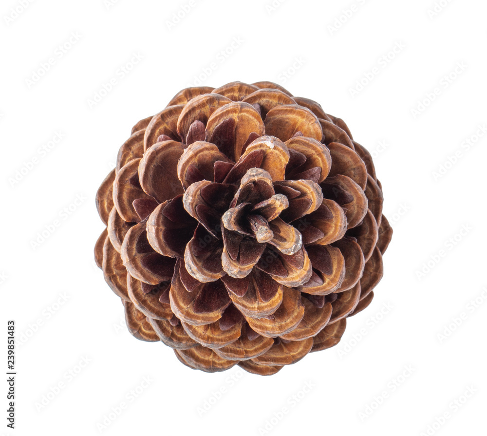 Pine cone on white background. top view Pine cone on white background. top view