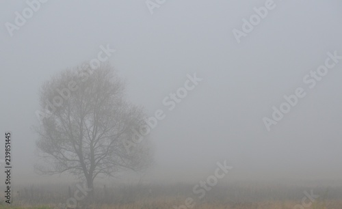 trees in the fog