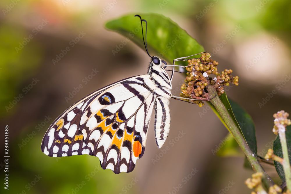 Lime butterfly or Lemon butterfly (Papilio demoleus) Lime butterfly or Lemon butterfly (Papilio demoleus)