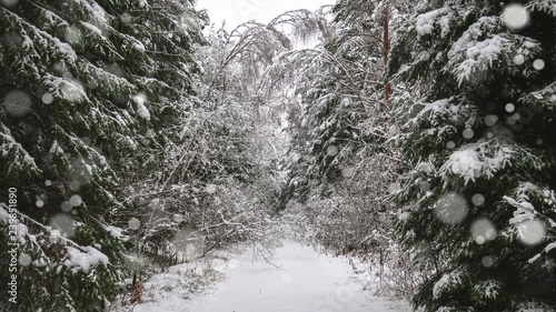 Snowfall and snow on trees ...