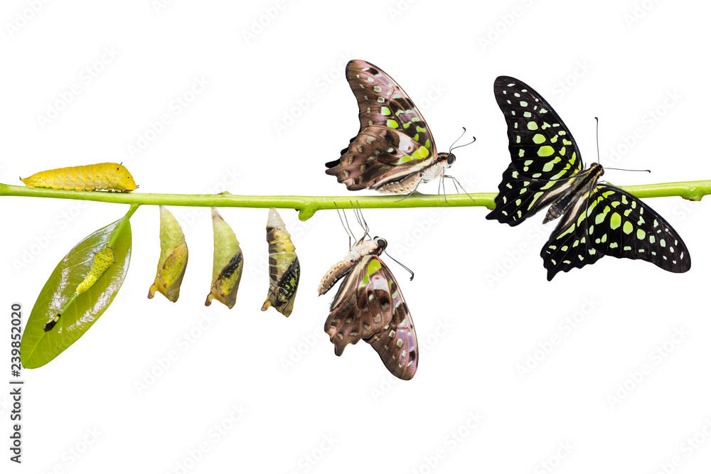 Fototapeta premium Tailed Jay (Graphium agamemnon) butterfly life cycle