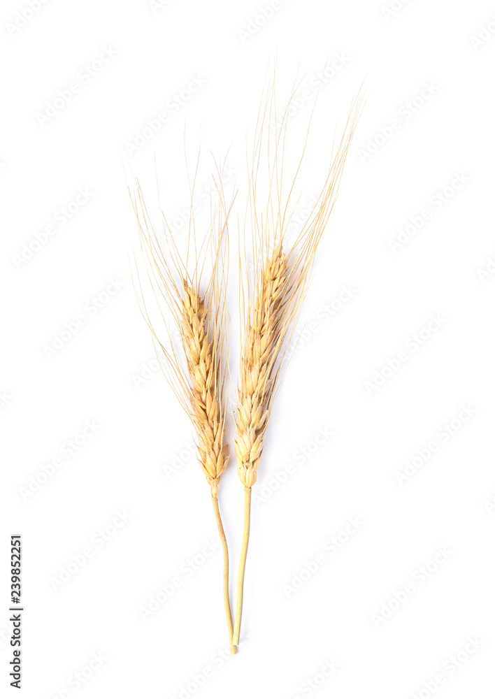 Ear of barley isolated on white background. top view Ear of barley isolated on white background. top view