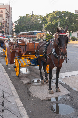 horse and carriage in the city