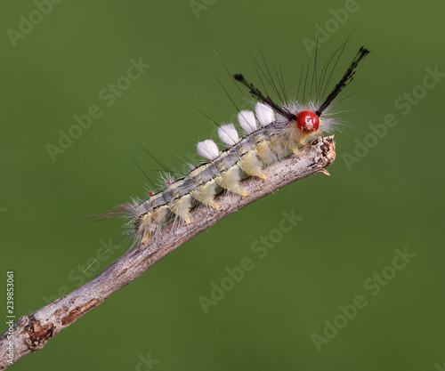 White-marked Tussock Moth
