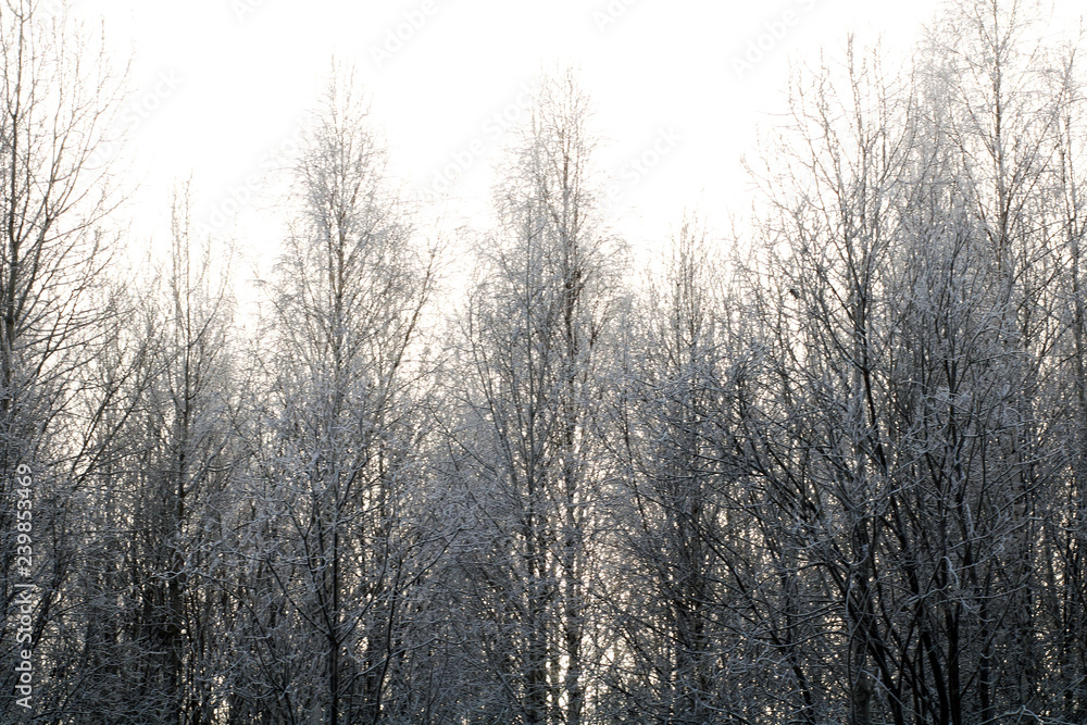 Nature background. Landscape of the winter forest.