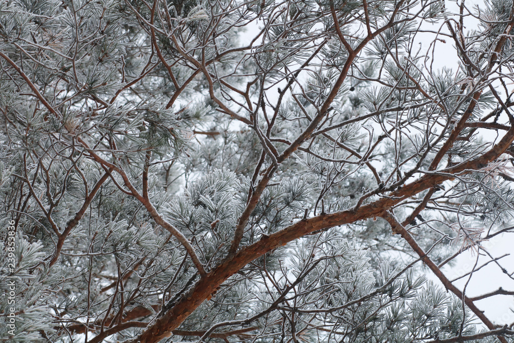 Nature background. Landscape of the winter forest. Nature background. Landscape of the winter forest.