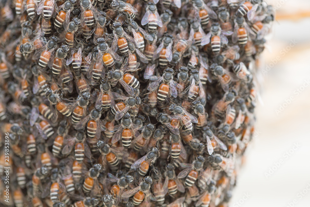 Bee building nest and honeycomb on rusty steel grille