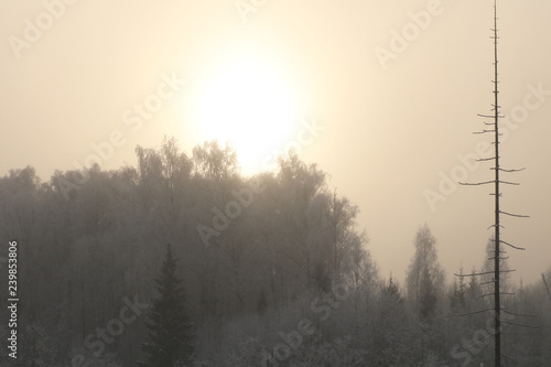 Nature background. Landscape of the winter forest.