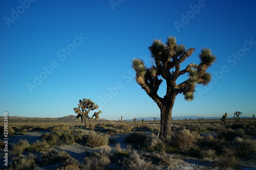 joshua tree national park