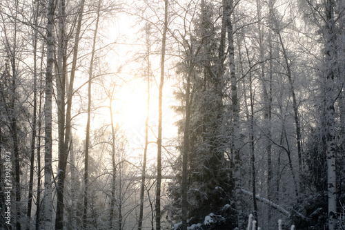 Nature background. Landscape of the winter forest.