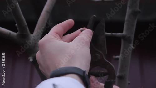 Wallpaper Mural Caring for a tree in the winter evening Torontodigital.ca