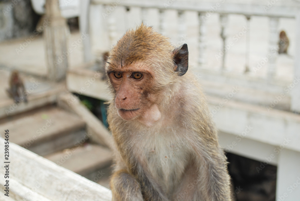 Naklejka premium Little baby monkey in thailand