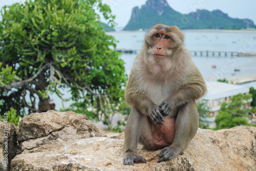 Monkey sitting © paitoonpati