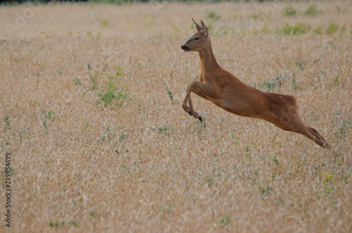 Jump ROE deer