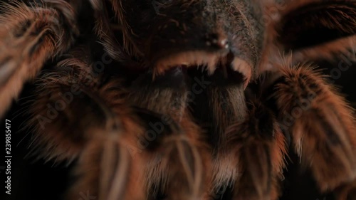 hairy, large spider molt, Grammostola Rosea rotating, extreme macro, close