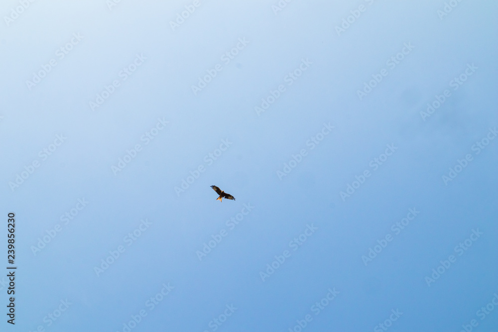 bird flying in the blue sky