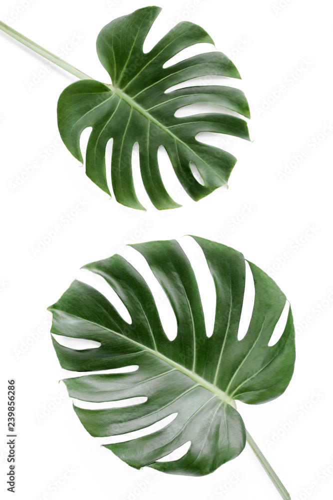 Fototapeta Tropical leaves Monstera on white background. Flat lay, top view