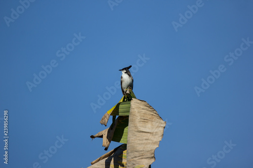 Red whiskered Bulbul Bird on Tree photo