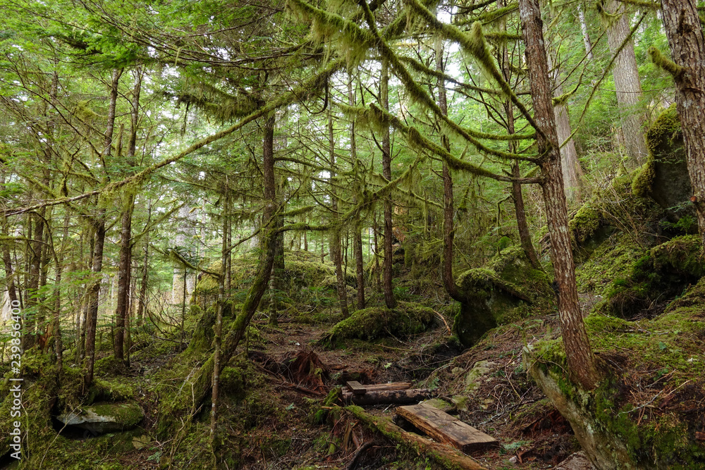 Picturesque view of the fairy tale forest overgrown with vibrant green moss. Picturesque view of the fairy tale forest overgrown with vibrant green moss.