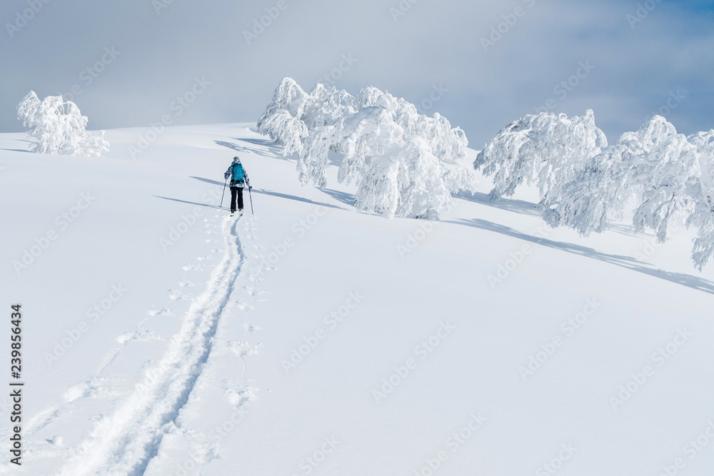 Unrecognizable female tourist trekking on her skis up the snowy hill in Niseko.